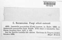 Guignardia punctoidea image